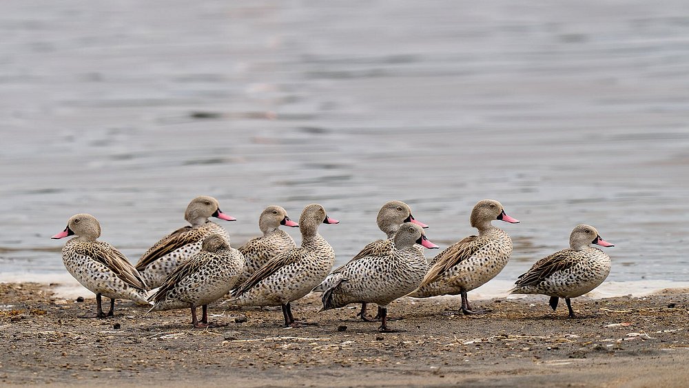13 Days Great Migration Tanzania + Zanzibar Beach Safari - Tanzania safari gallery image